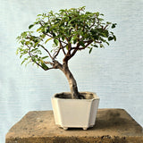 Brazilian Bonsai Tree