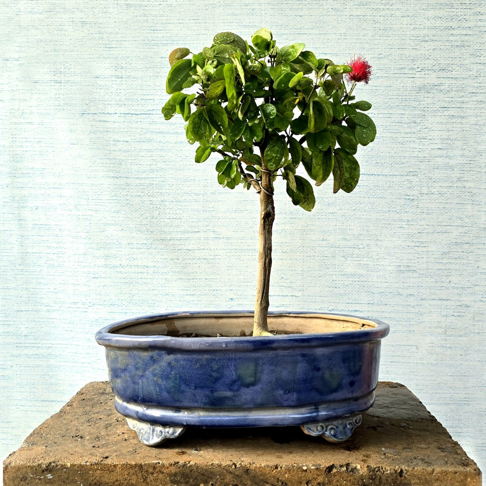 Calliandra Bonsai (Flowering)
