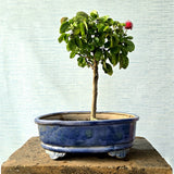 Calliandra Bonsai (Flowering)