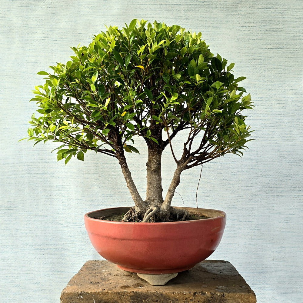 Ficus Bonsai Tree
