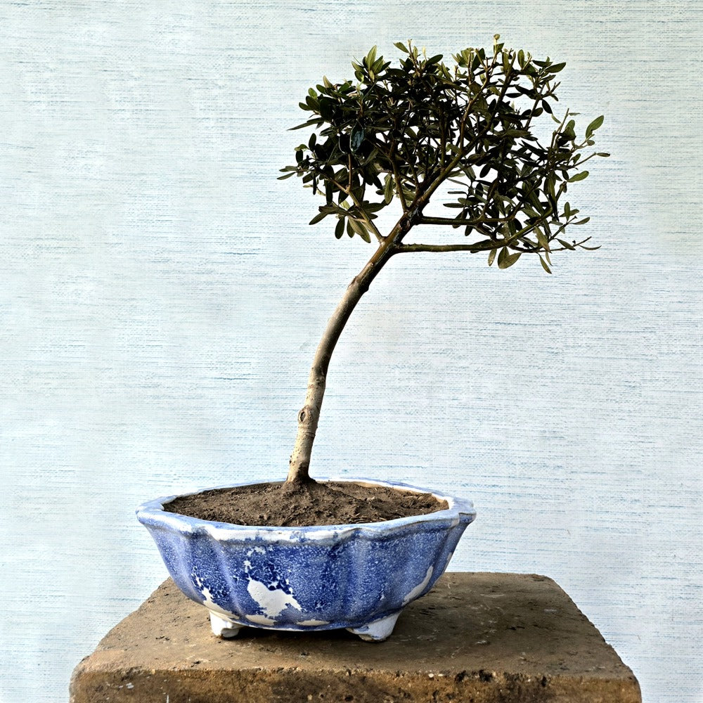 Olive Bonsai Tree