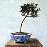 Olive Bonsai Tree