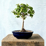 Sea Hibiscus Bonsai Tree