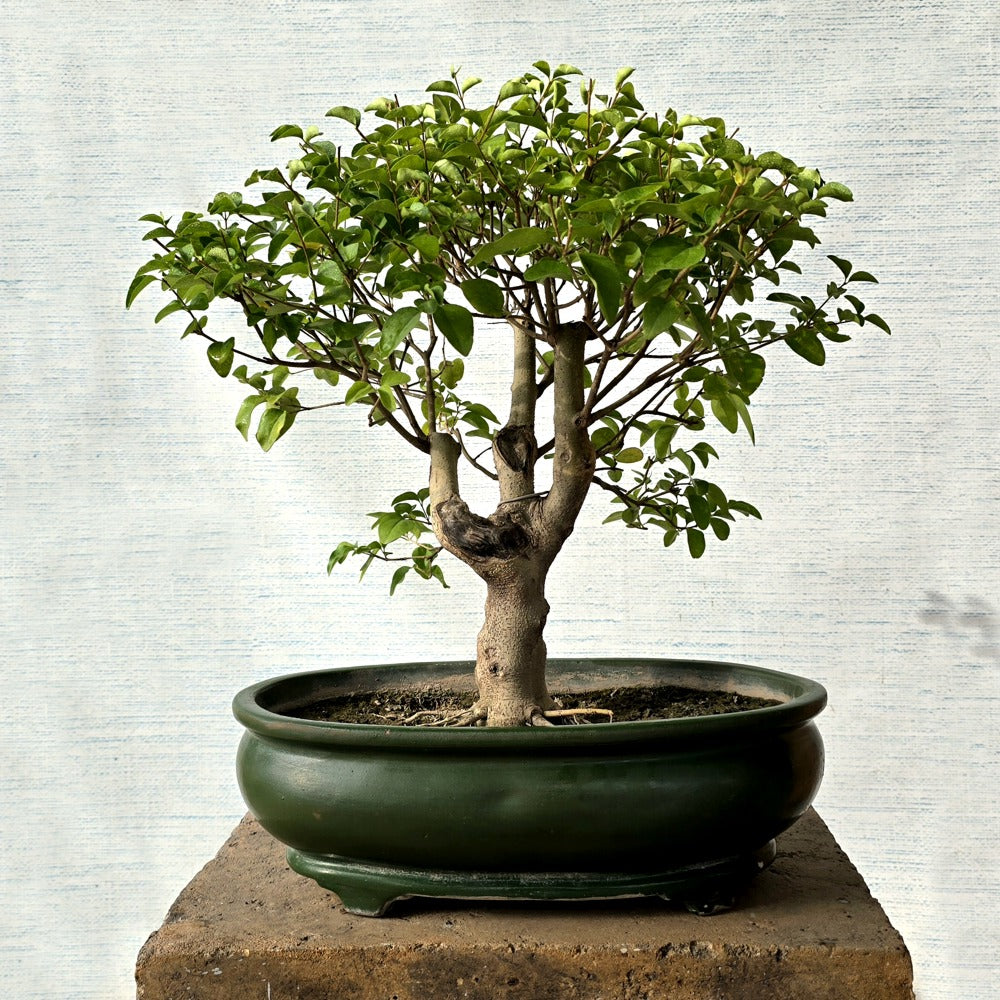 Durranta Bonsai Tree