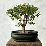 Durranta Bonsai Tree