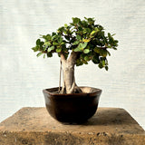 Ficus Bonsai Tree