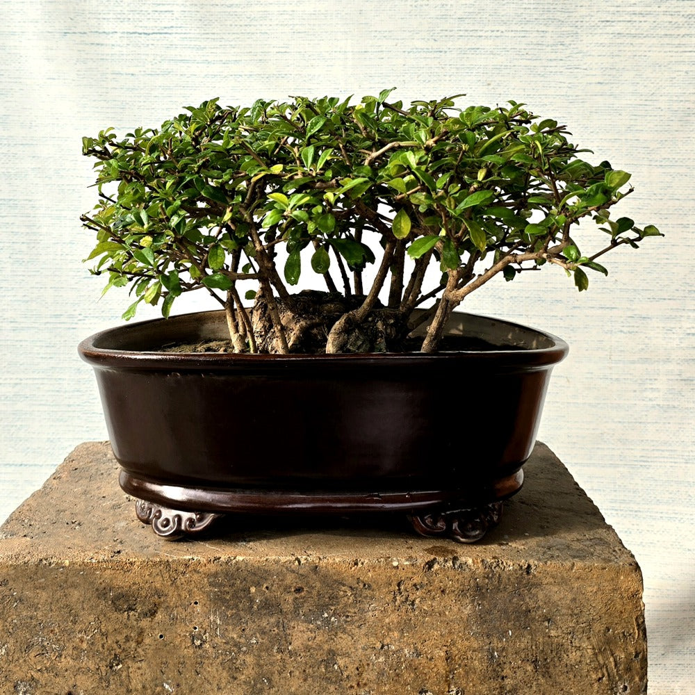 Fukien Tea Bonsai Tree
