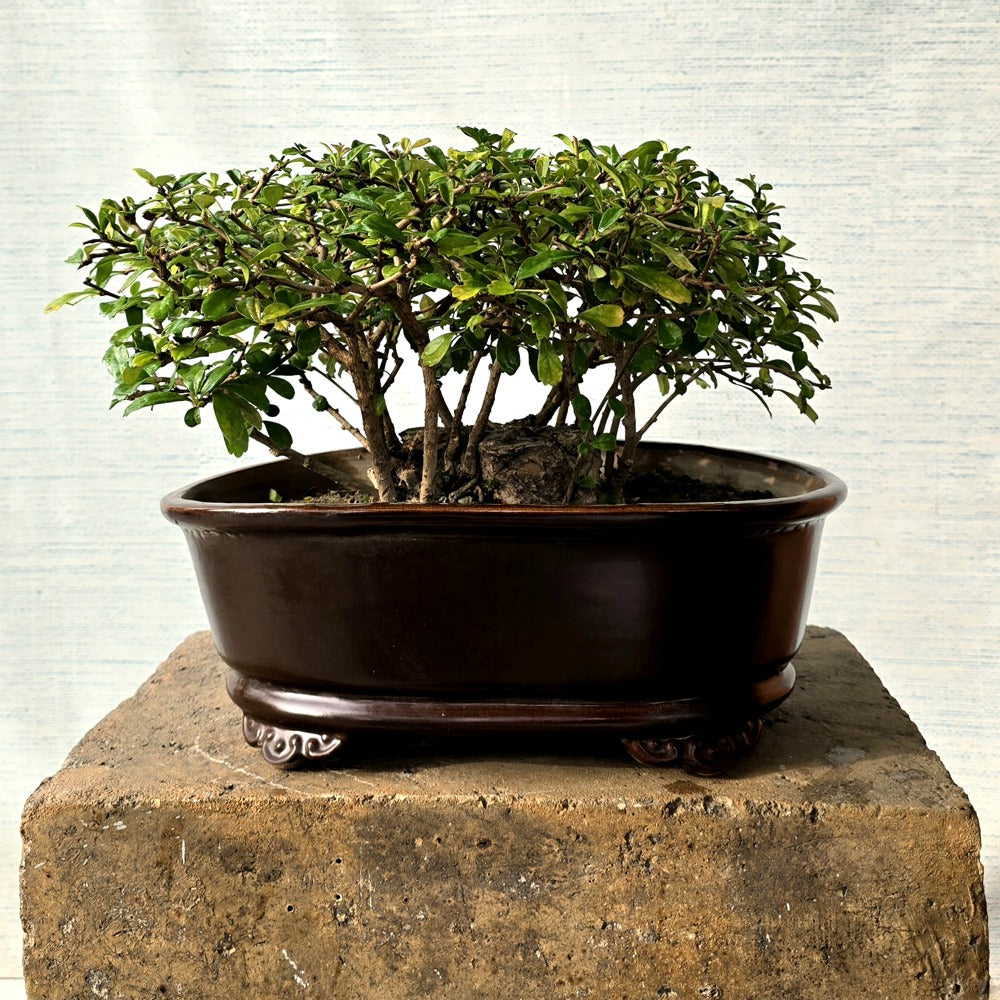 Fukien Tea Bonsai Tree