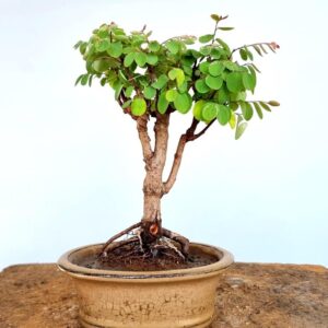 Outdoor Bonsai Trees