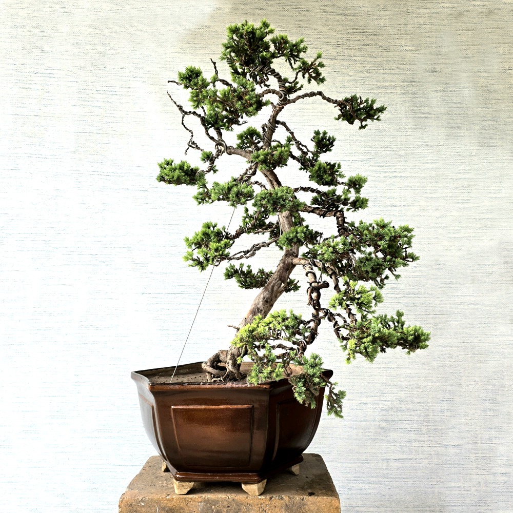 Alternative view of Juniper Bonsai Tree