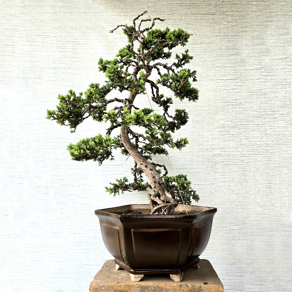 Juniper Bonsai Tree