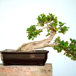 Indoor Bonsai Trees