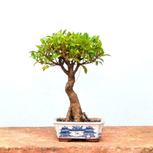 Pre-Bonsai Trees