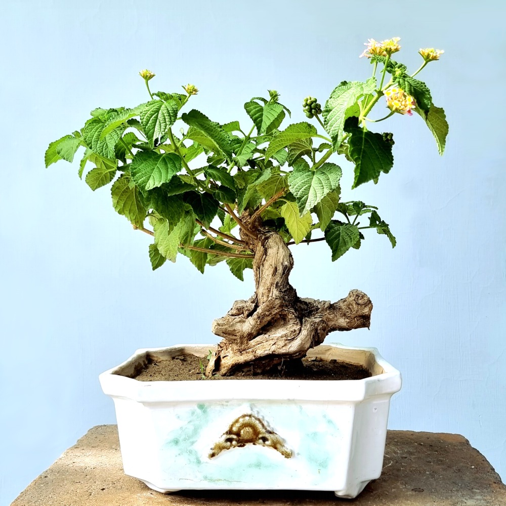 Lantana Bonsai Tree (Flowering) - Lones Bonsai