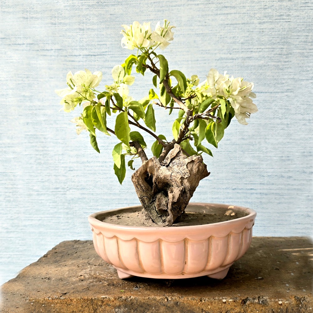 Bougainvillea Bonsai Tree (Flowering)