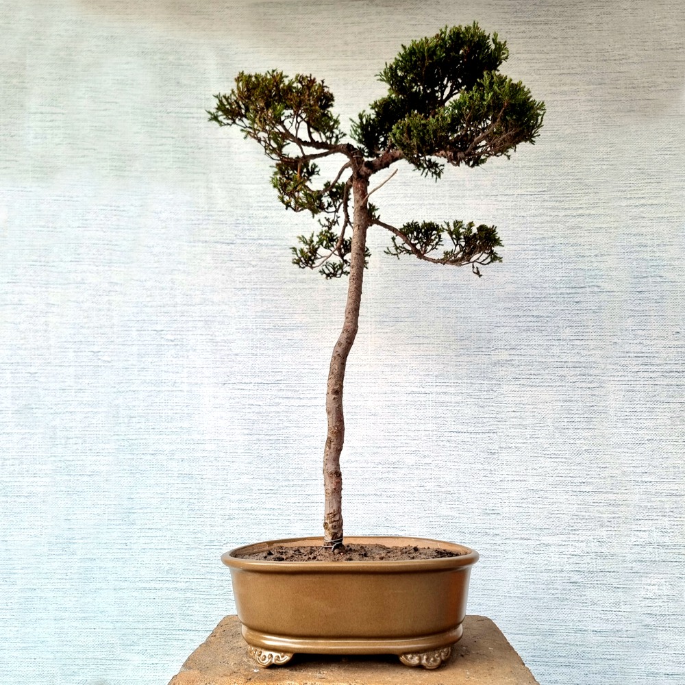 Juniper Bonsai Tree