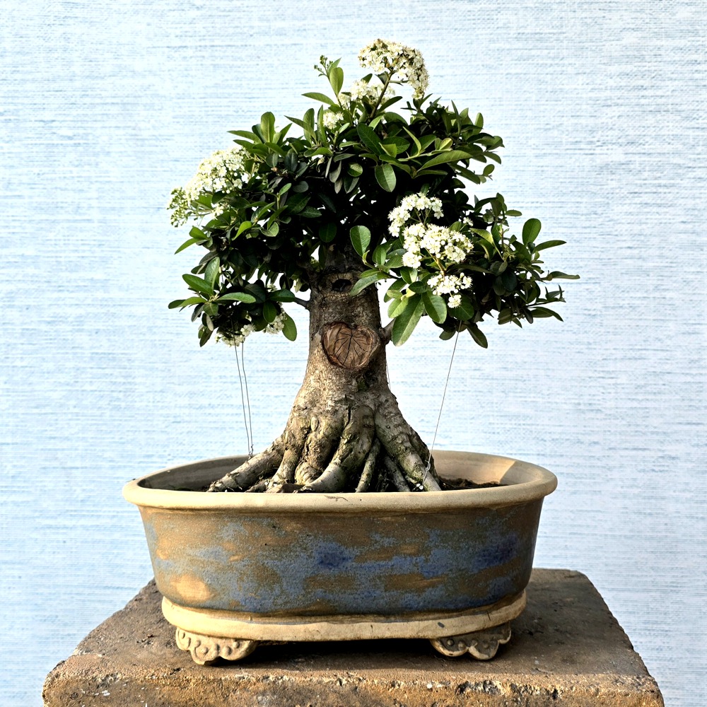 Alternative view of Pyracantha Bonsai Tree (Flowering & Fruiting)