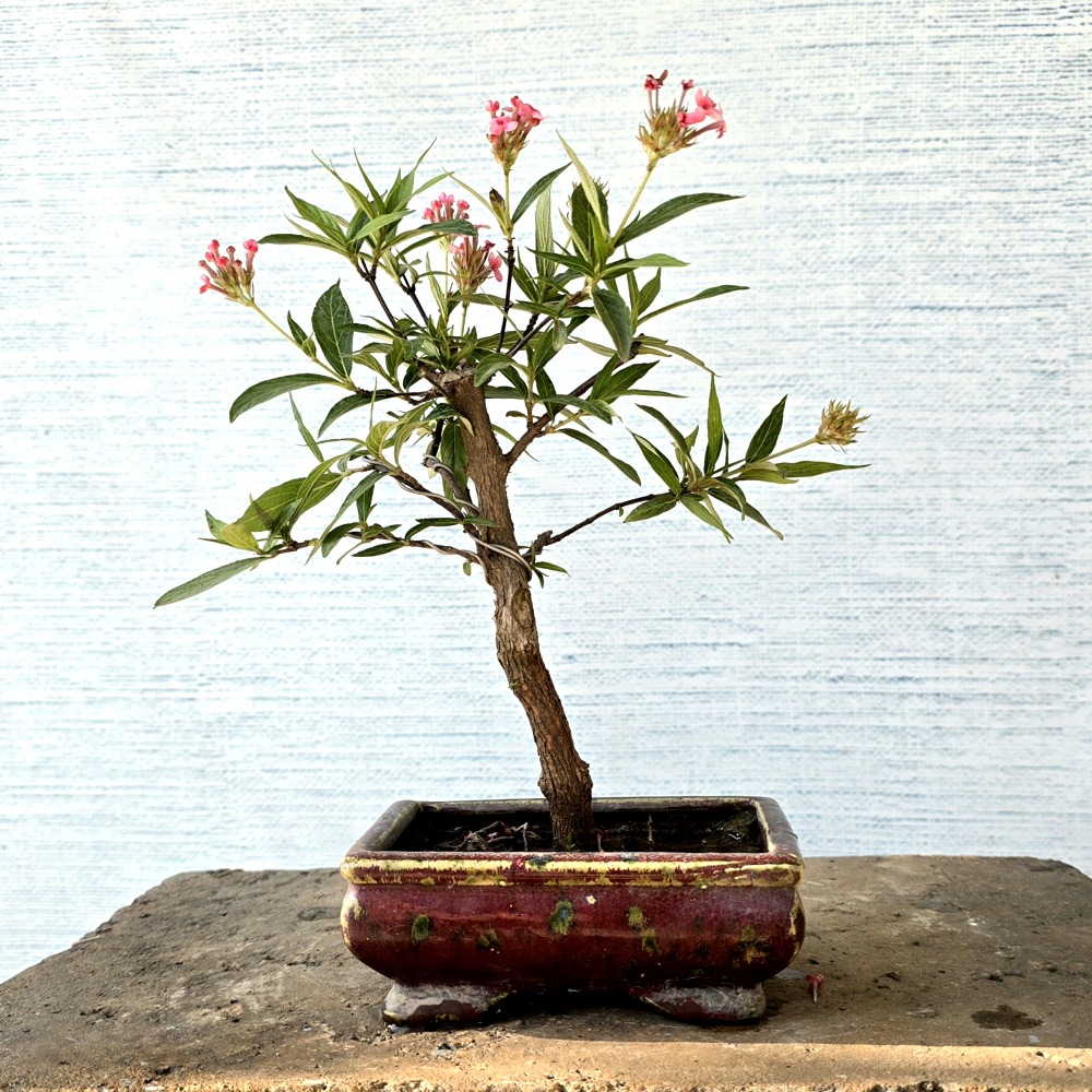 Swamp Milkweed Bonsai (Flowering)