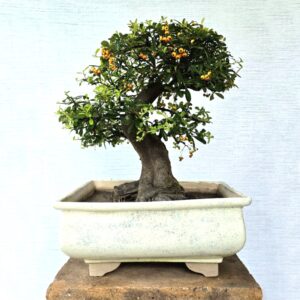 Pyracantha Bonsai Tree (Flowering & Fruiting)