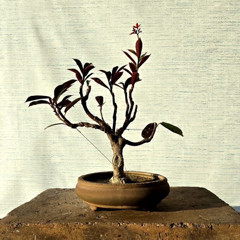 Jatropha Bonsai (Flowering)