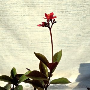 Alternative view of Jatropha Bonsai (Flowering)