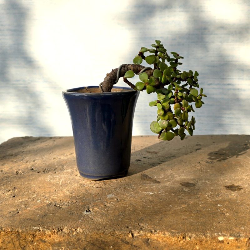 Jade Bonsai Tree Semi-Cascade