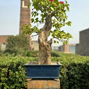 Alternative view of Bougainvillea Bonsai Tree (Flowering)