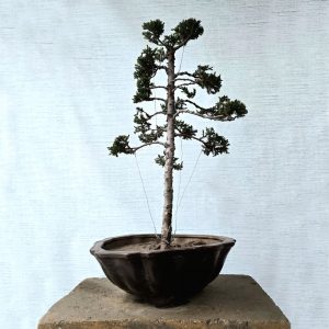 Juniper Bonsai Tree